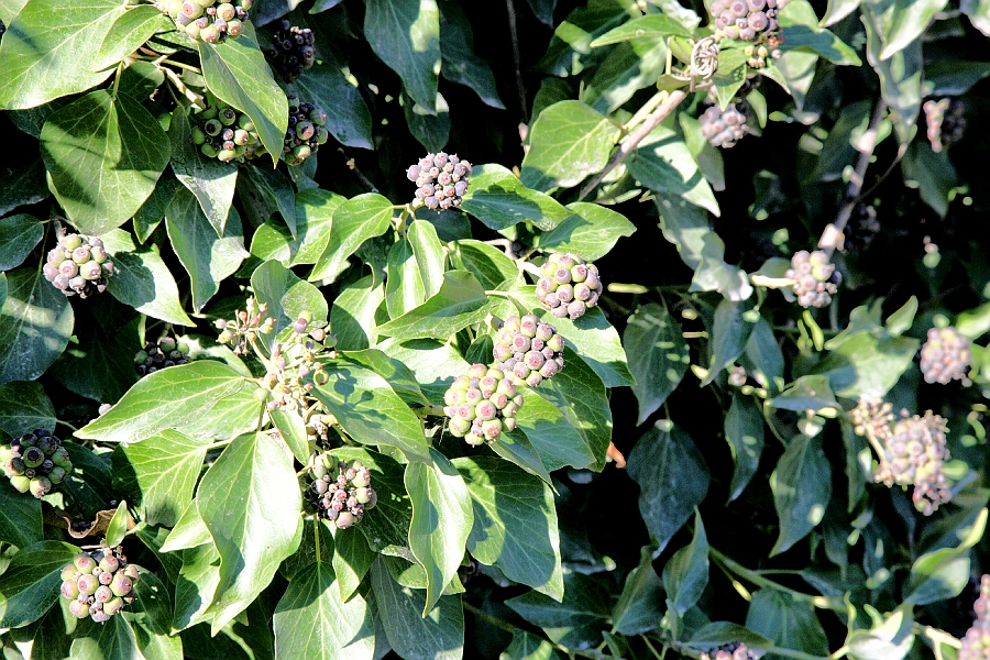 Img 026.jpg